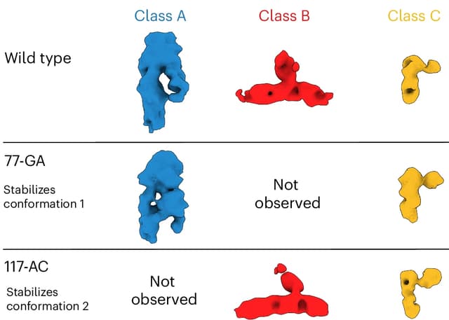 A systematic search for RNA structural switches across the human transcriptome