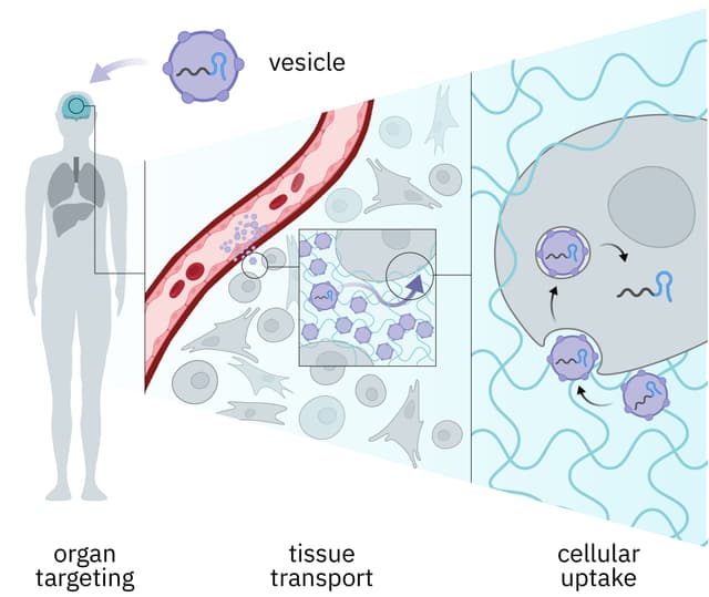 Engineering vesicles