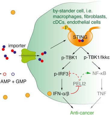 Stimulating STING for cancer therapy: Taking the extracellular route