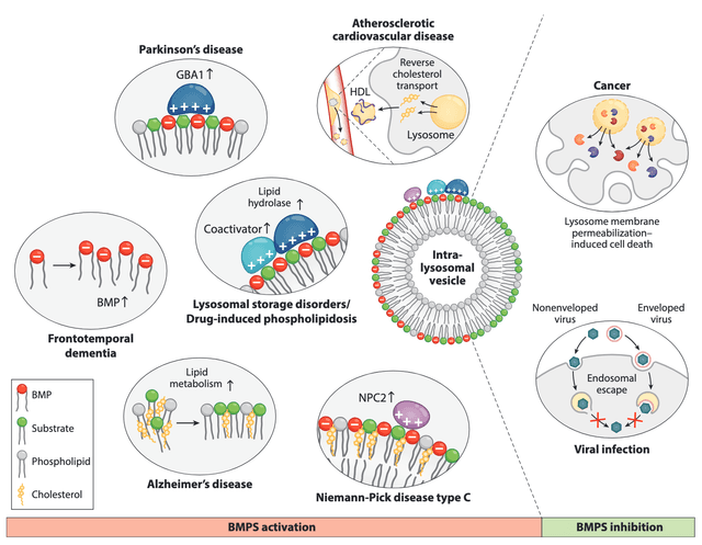 The Bis(monoacylglycero)-phosphate Hypothesis: From Lysosomal Function to Therapeutic Avenues