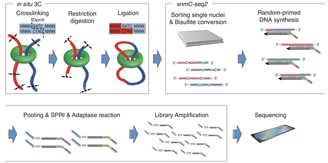 Simultaneous profiling of 3D genome structure and DNA methylation in single human cells